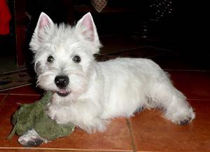 WestiebeautifulMALEPUPPYforsale